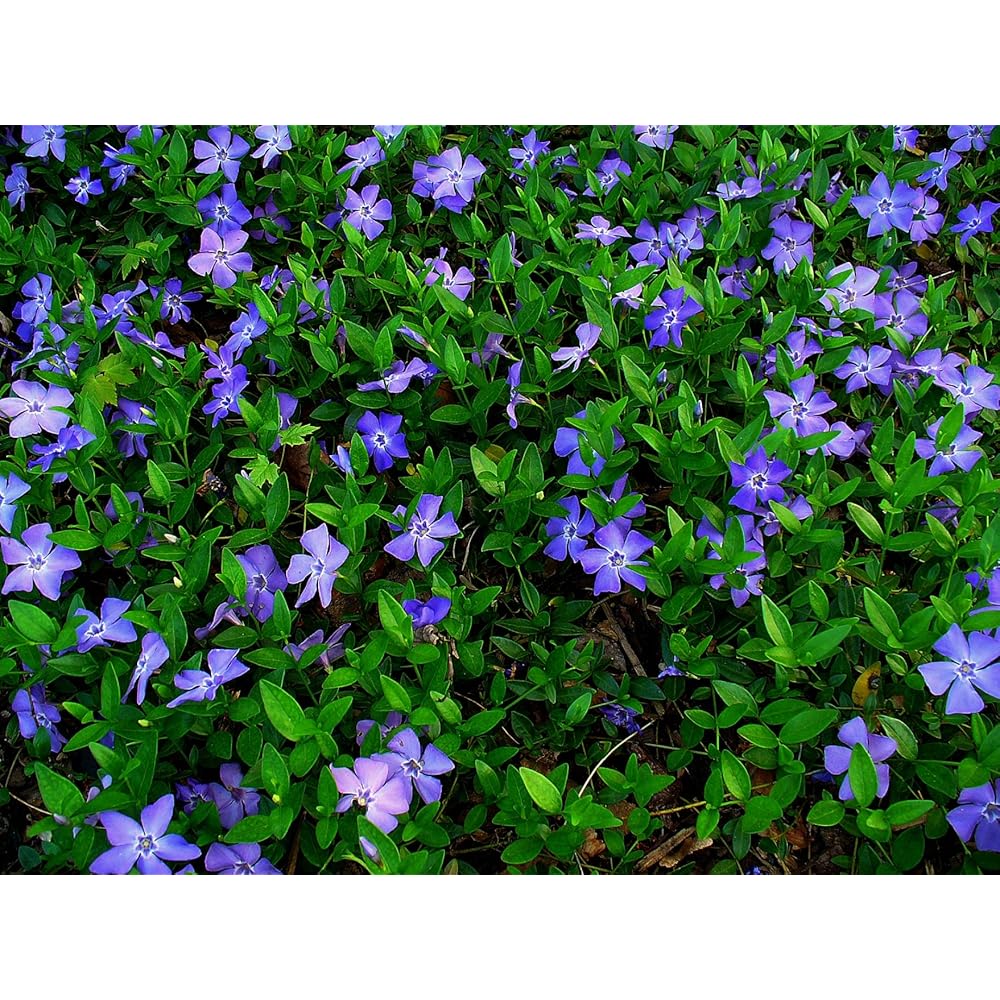 Vinca Minor Flower Seeds for Gardening and Planting - Image 7