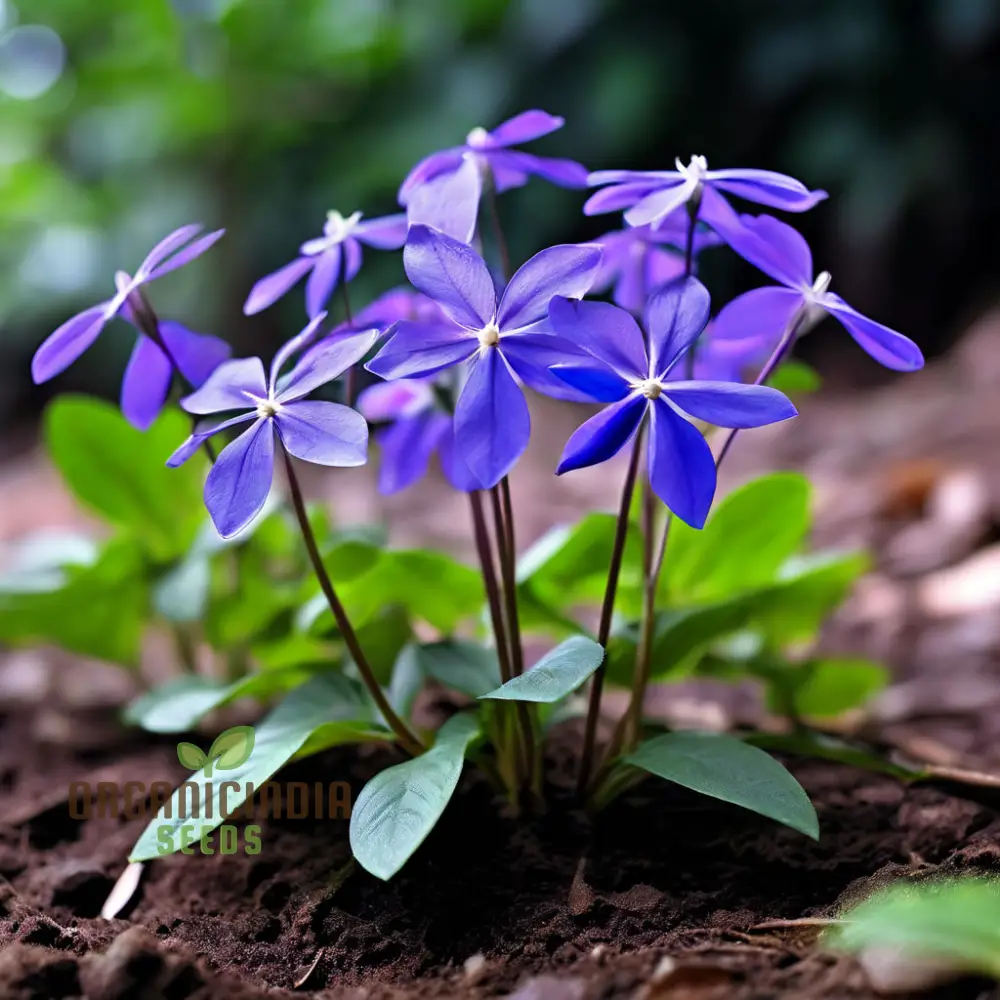 Premium Vince Minor Ground Cover Seeds - Robust and Rapid Spreading Periwinkle for Lush Landscapes - Image 3