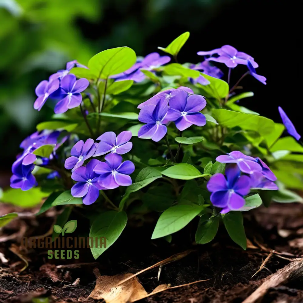 Premium Vince Minor Ground Cover Seeds - Robust and Rapid Spreading Periwinkle for Lush Landscapes - Image 4