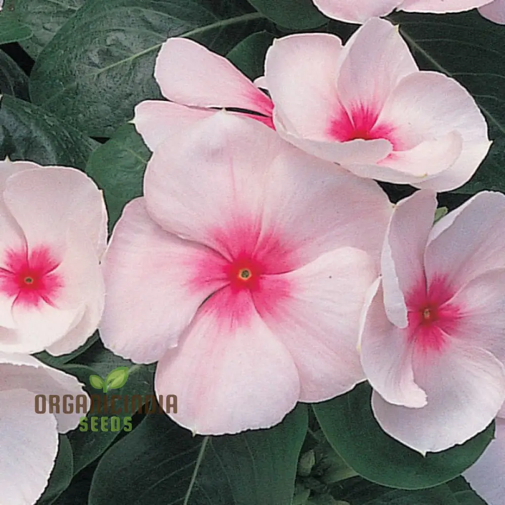 Vinca Pacifica XP Blush Flower Seeds, Premium Quality Hardy, Easy-to-Grow Annual Blooms for Stunning Garden