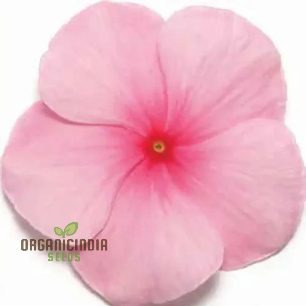 Vinca Pacifica XP Blush Flower Seeds, Premium Quality Hardy, Easy-to-Grow Annual Blooms for Stunning Garden - Image 3