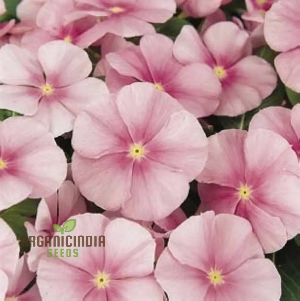 Vinca Pacifica XP Blush Flower Seeds, Premium Quality Hardy, Easy-to-Grow Annual Blooms for Stunning Garden - Image 4