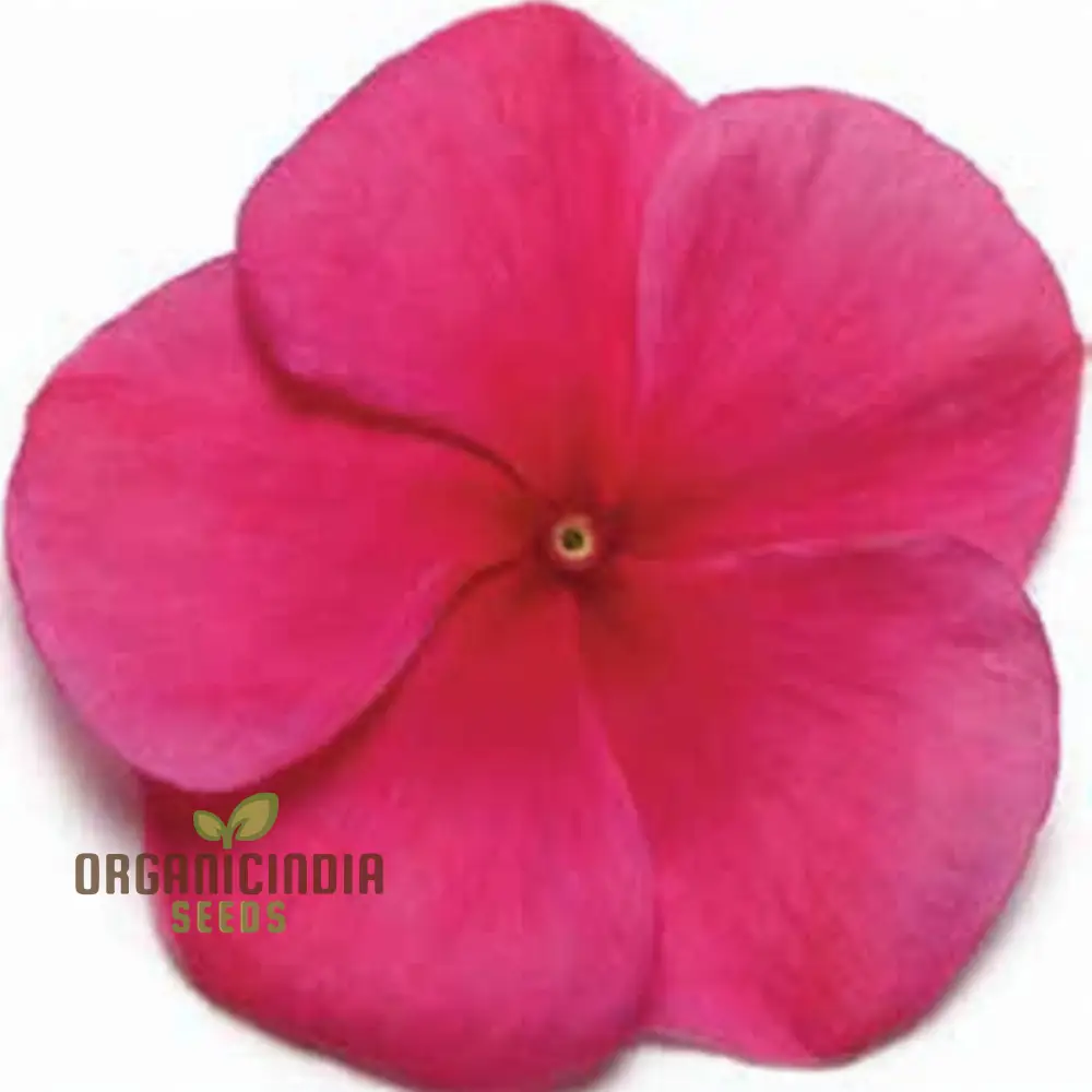 Vinca Pacifica XP Burgundy Flower Seeds, Premium, Hardy Annuals for Vibrant Garden Blooms - Image 3