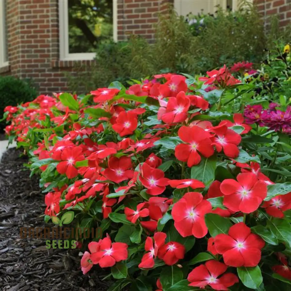 Vinca Pacifica XP Burgundy Flower Seeds, Premium, Hardy Annuals for Vibrant Garden Blooms - Image 4
