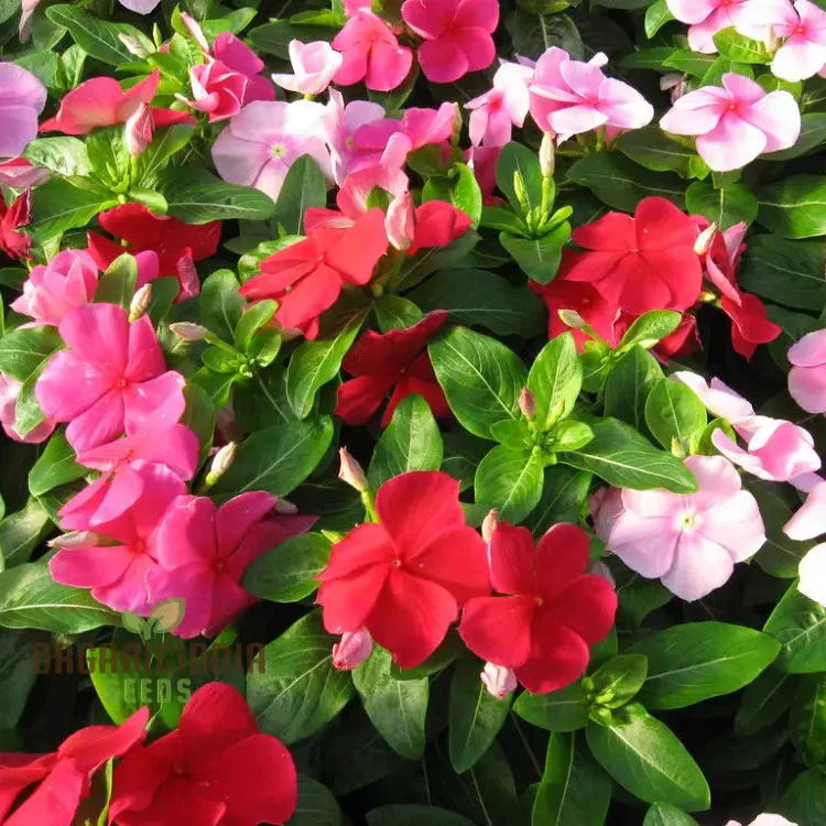 Vinca Seeds (Vinca Pacifica XP Mix Seeds) - Blue, Pink & White Blooms for Sunny Gardens