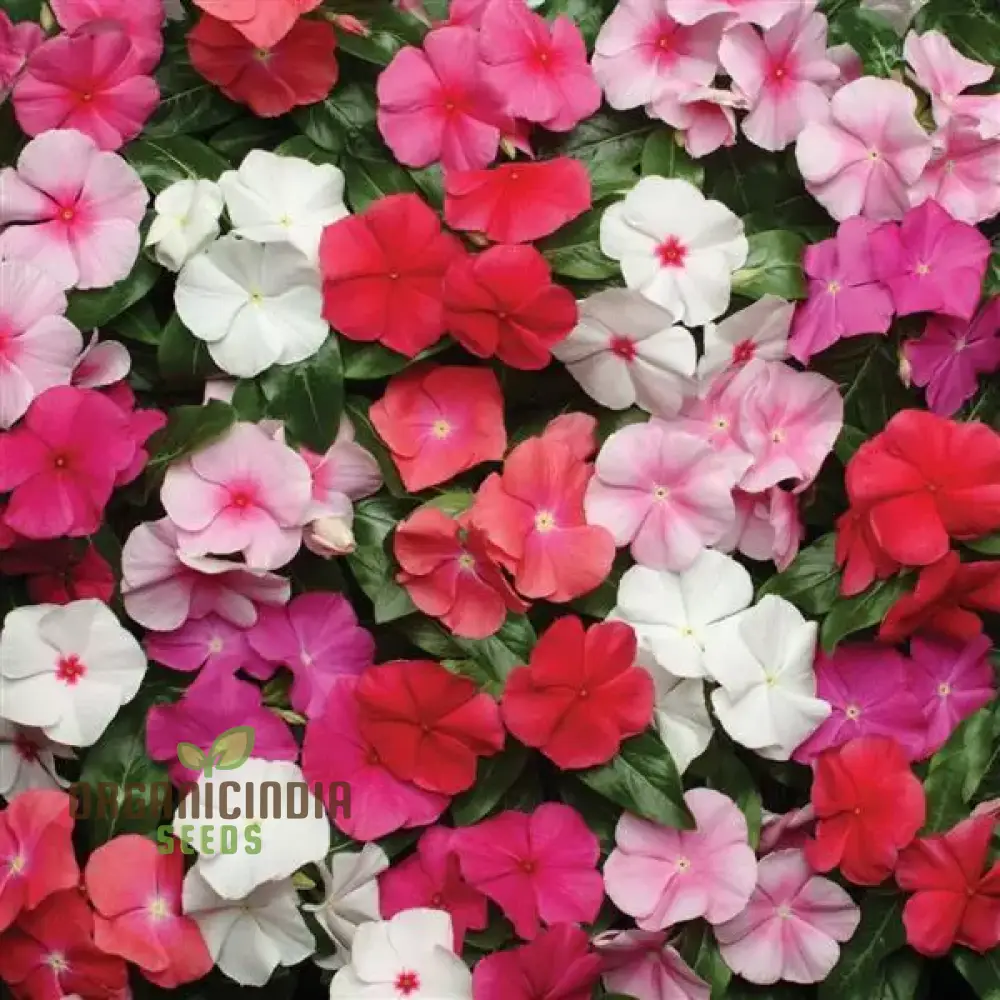 Vinca Seeds (Vinca Pacifica XP Mix Seeds) - Blue, Pink & White Blooms for Sunny Gardens - Image 3