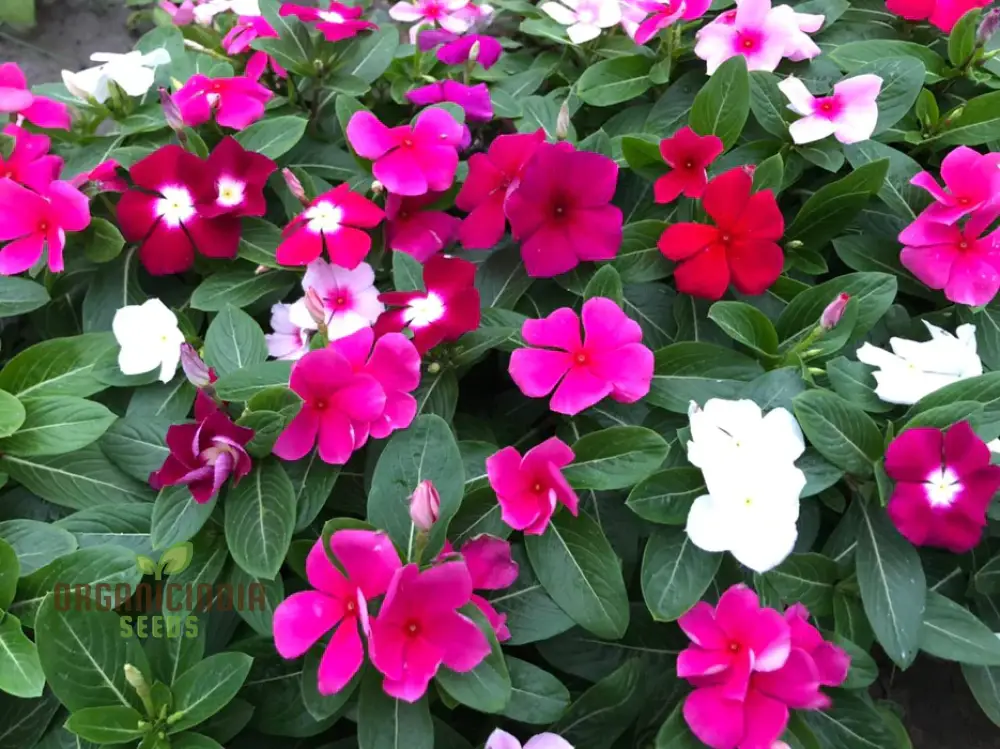 Vinca Seeds (Vinca Pacifica XP Mix Seeds) - Blue, Pink & White Blooms for Sunny Gardens - Image 4