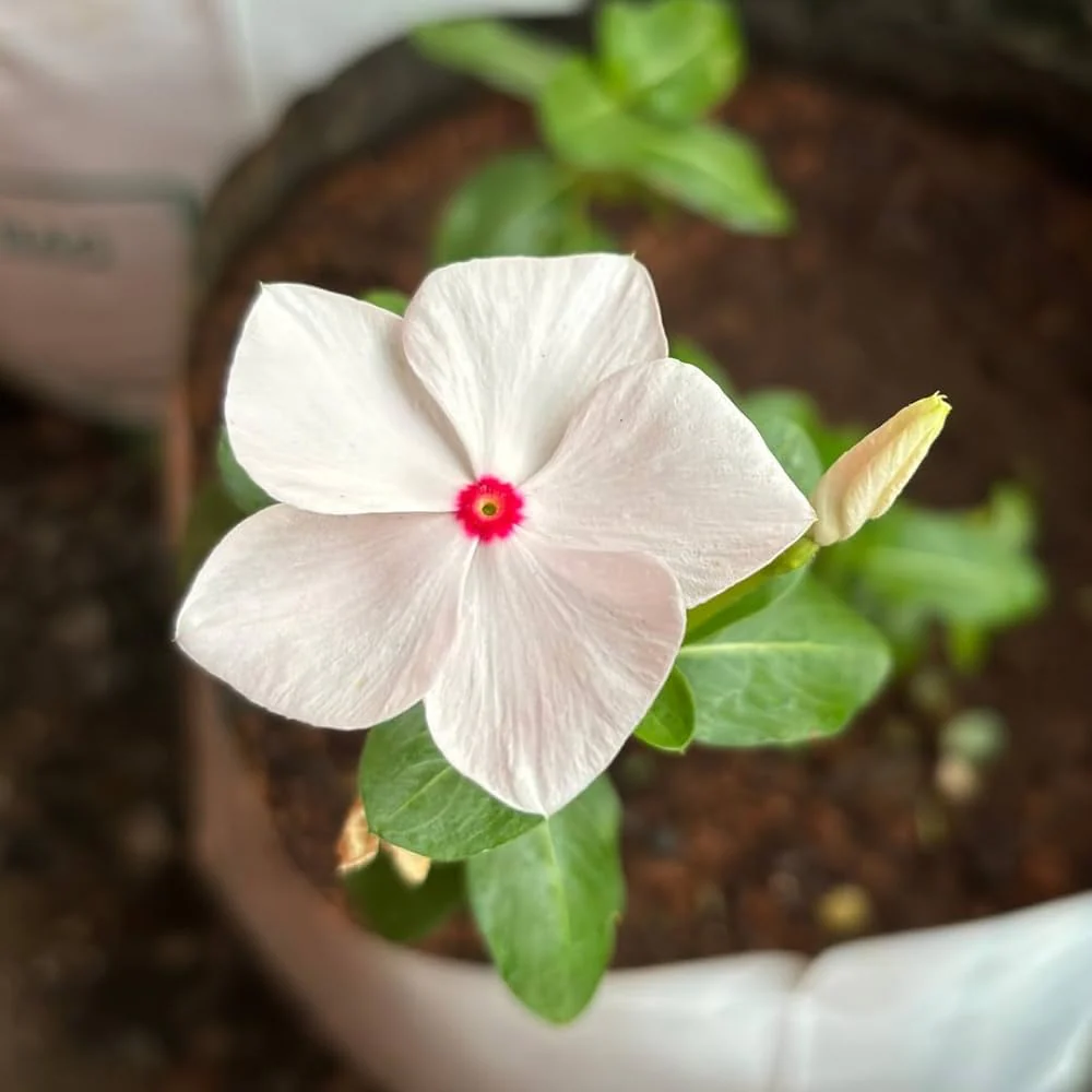 Vinca Seeds (Vinca Periwinkle Flower Seeds) - Easy Growing Blooms for Gardens & Borders