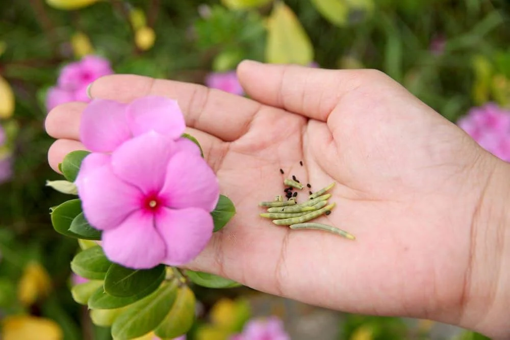 Vinca Seeds (Vinca Periwinkle Flower Seeds) - Easy Growing Blooms for Gardens & Borders - Image 3