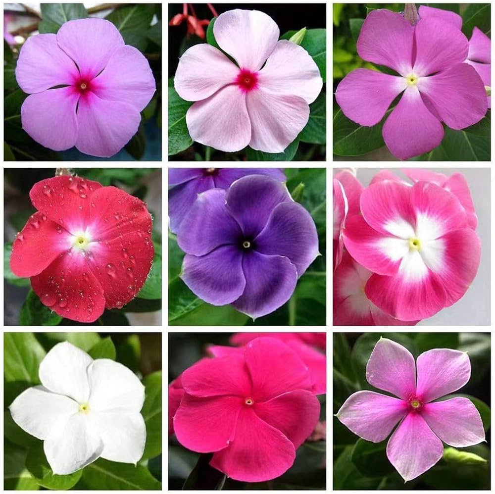 Vinca Seeds (Vinca Periwinkle Flower Seeds) - Easy Growing Blooms for Gardens & Borders - Image 4