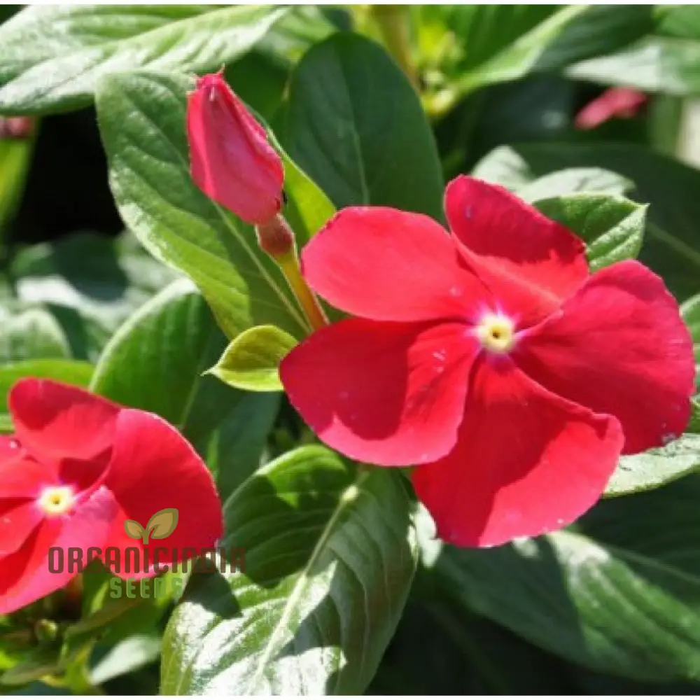 Vinca Rosea Red Cherry Dwarf Seeds - Easy Planting, Beautiful Red Flowers for Your Garden