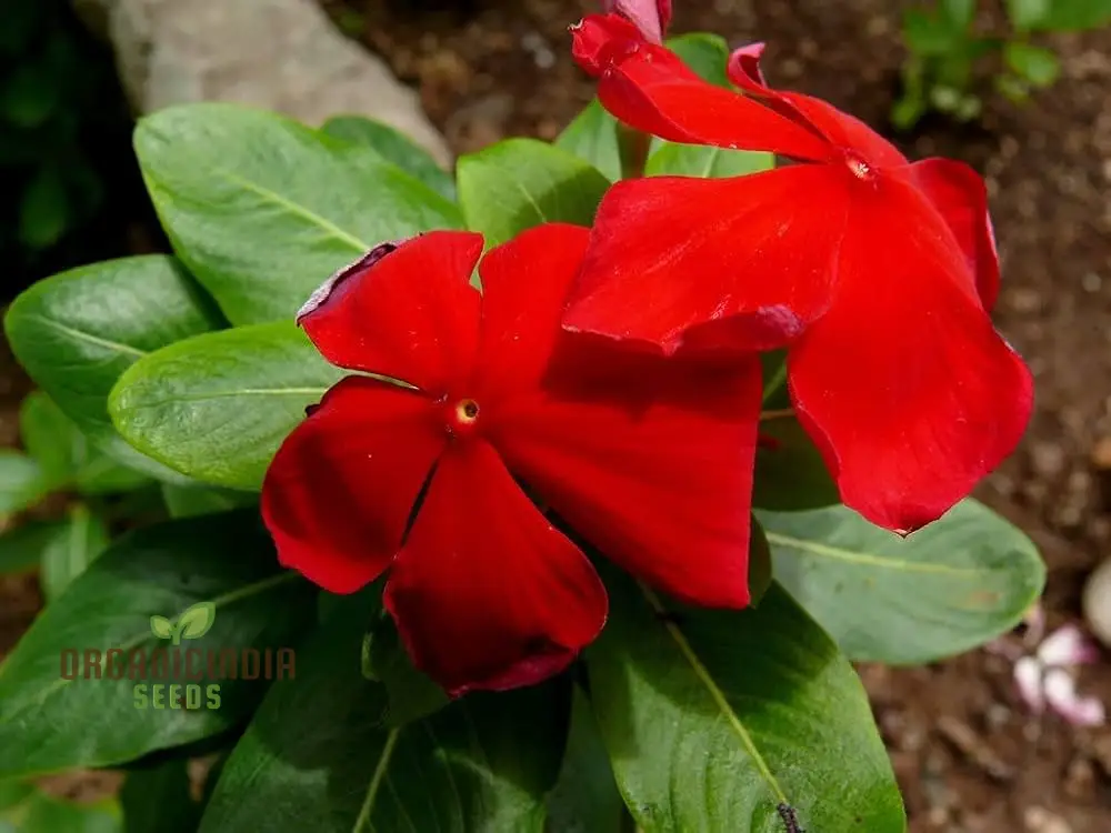 Vinca Rosea Red Cherry Dwarf Seeds - Easy Planting, Beautiful Red Flowers for Your Garden - Image 3
