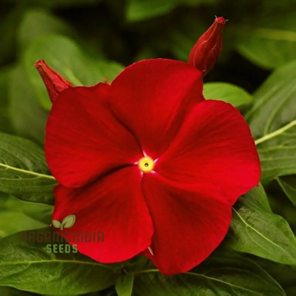 Vinca Rosea Red Cherry Dwarf Seeds - Easy Planting, Beautiful Red Flowers for Your Garden - Image 4