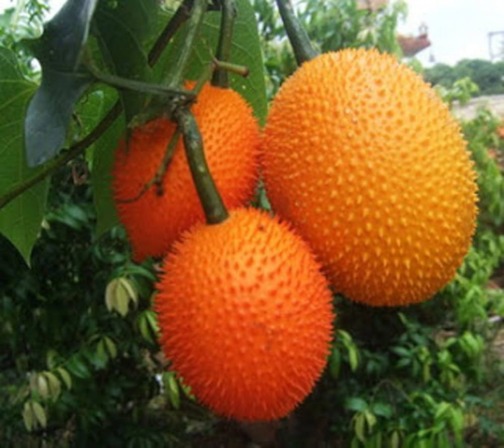 Vining Momordica cochinchinensis Fruit Seeds for Planting, Cultivating Unique and Nutritious Fruits in Your Garden - Image 4