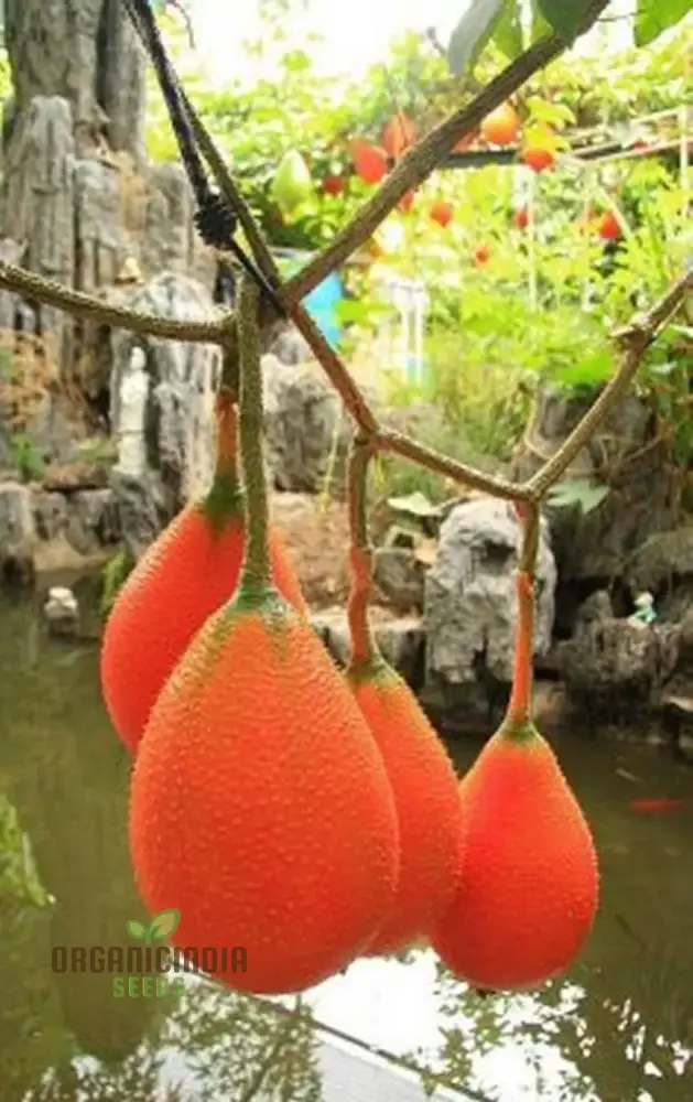 Vining Momordica cochinchinensis Fruit Seeds for Planting, Cultivating Unique and Nutritious Fruits in Your Garden - Image 5