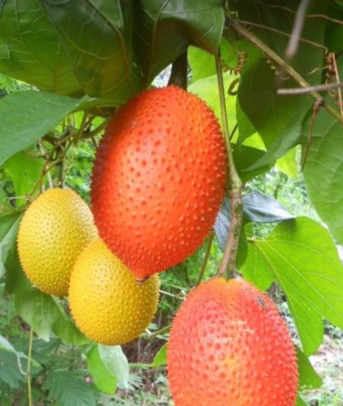 Vining Momordica cochinchinensis Fruit Seeds for Planting, Cultivating Unique and Nutritious Fruits in Your Garden - Image 6