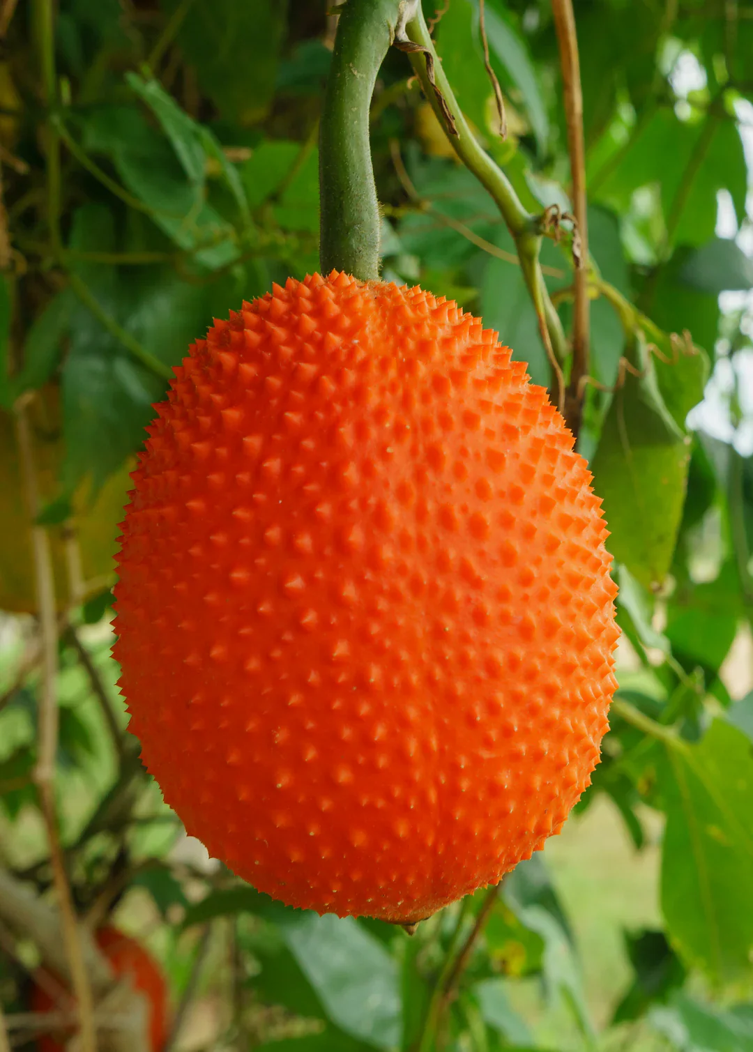 Vining Momordica cochinchinensis Fruit Seeds for Planting, Cultivating Unique and Nutritious Fruits in Your Garden - Image 7