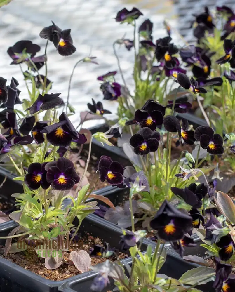 Viola Back To Black Seeds For Planting: Gardening Delights for the Discerning Gardener Seeking Elegance and Depth