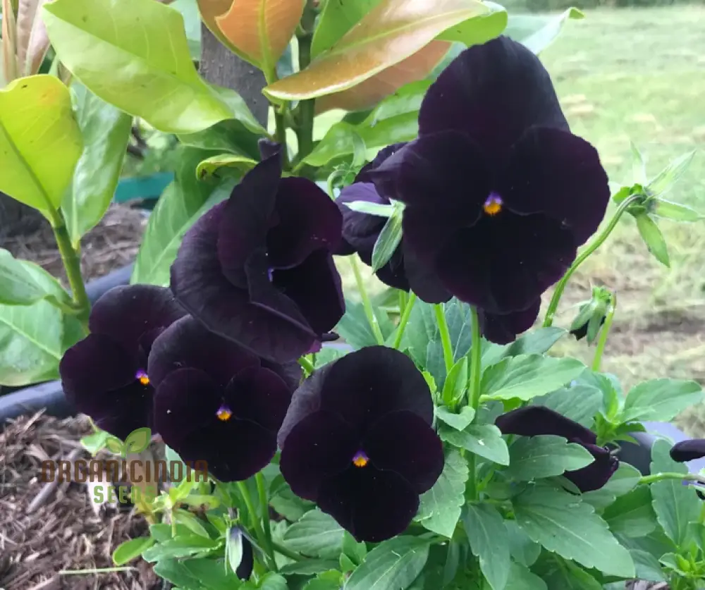 Viola Back To Black Seeds For Planting: Gardening Delights for the Discerning Gardener Seeking Elegance and Depth - Image 3