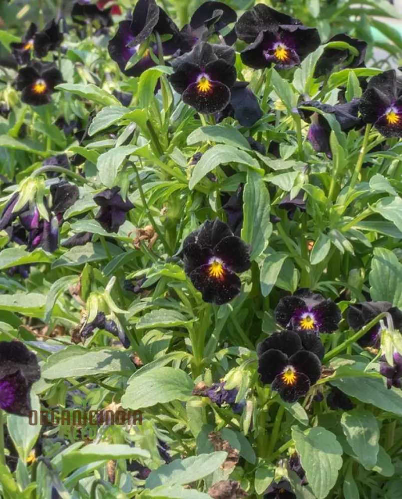 Viola Back To Black Seeds For Planting: Gardening Delights for the Discerning Gardener Seeking Elegance and Depth - Image 4