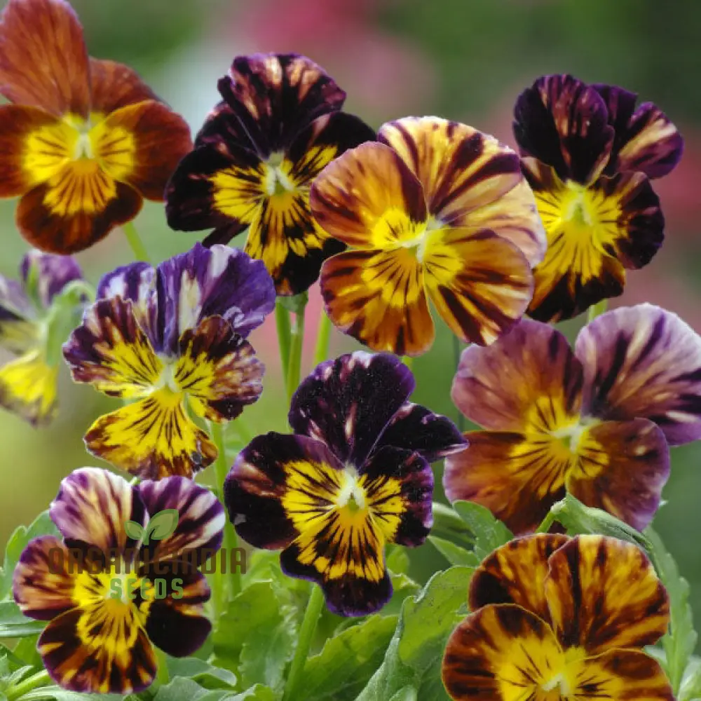 Viola Cornuta 'Brush Strokes' Seeds For Planting: Vibrant Garden Beauty with Striking Petal Patterns