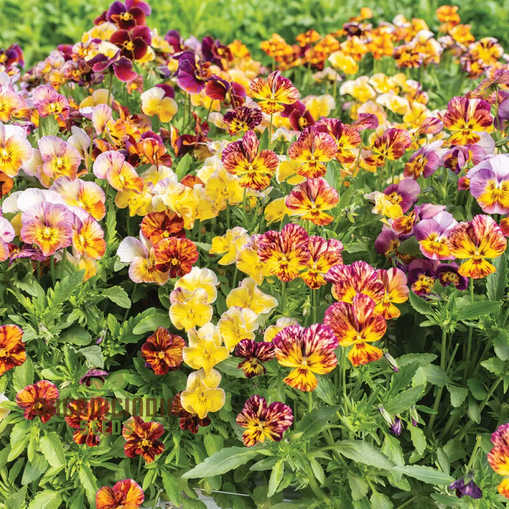 Viola Cornuta 'Brush Strokes' Seeds For Planting: Vibrant Garden Beauty with Striking Petal Patterns - Image 3