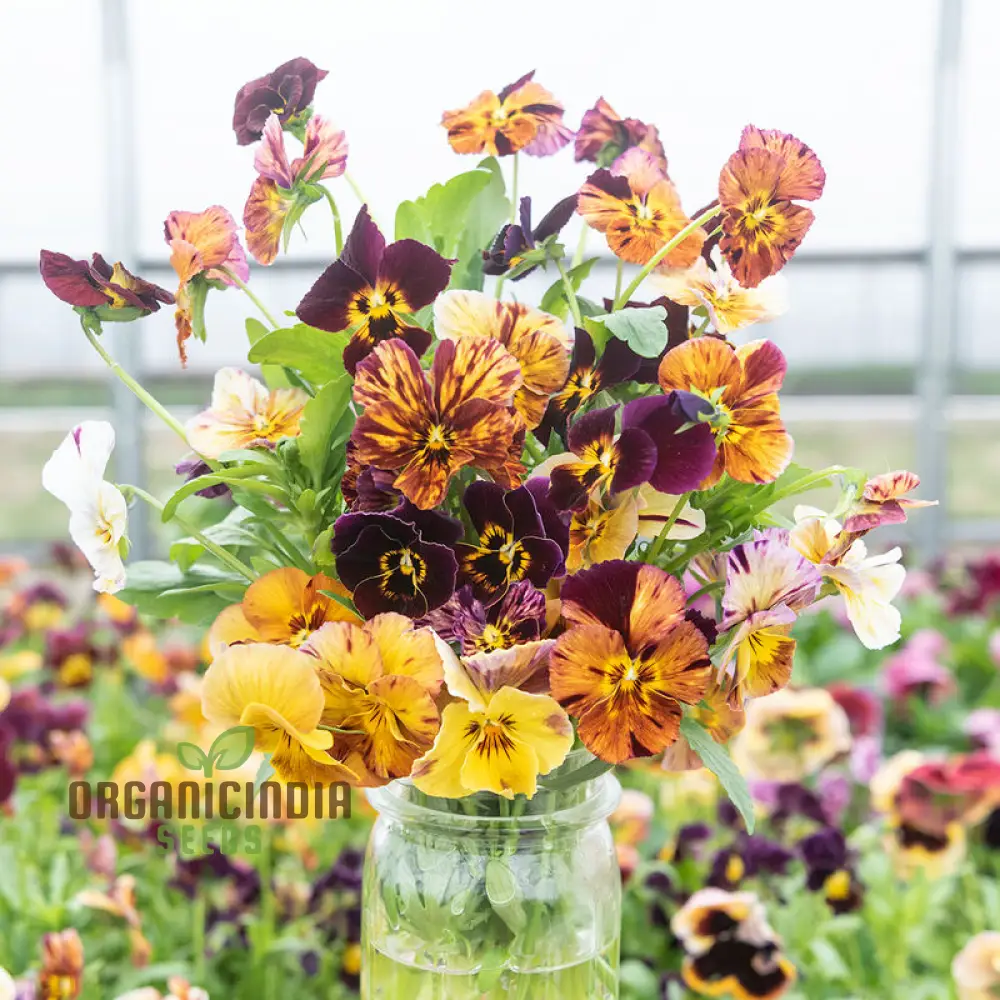 Viola Cornuta 'Brush Strokes' Seeds For Planting: Vibrant Garden Beauty with Striking Petal Patterns - Image 4