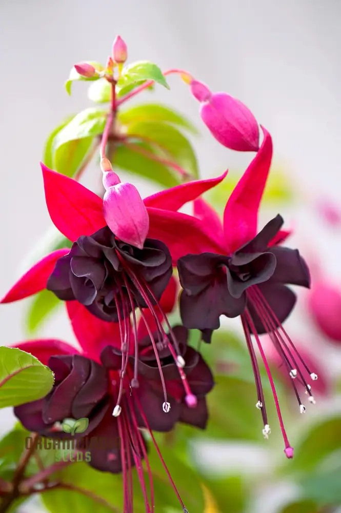 Viola Seeds (Double Petal Fuchsia Viola Seeds) - Compact Bonsai Blooms for Gardens & Pots