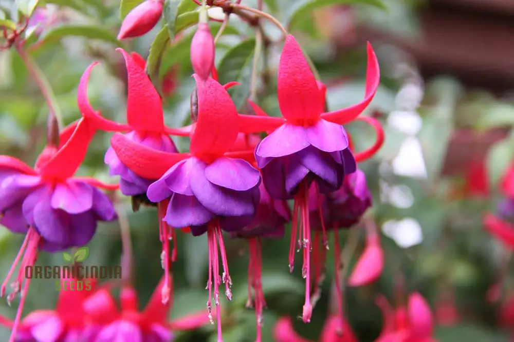 Viola Seeds (Double Petal Fuchsia Viola Seeds) - Compact Bonsai Blooms for Gardens & Pots - Image 4