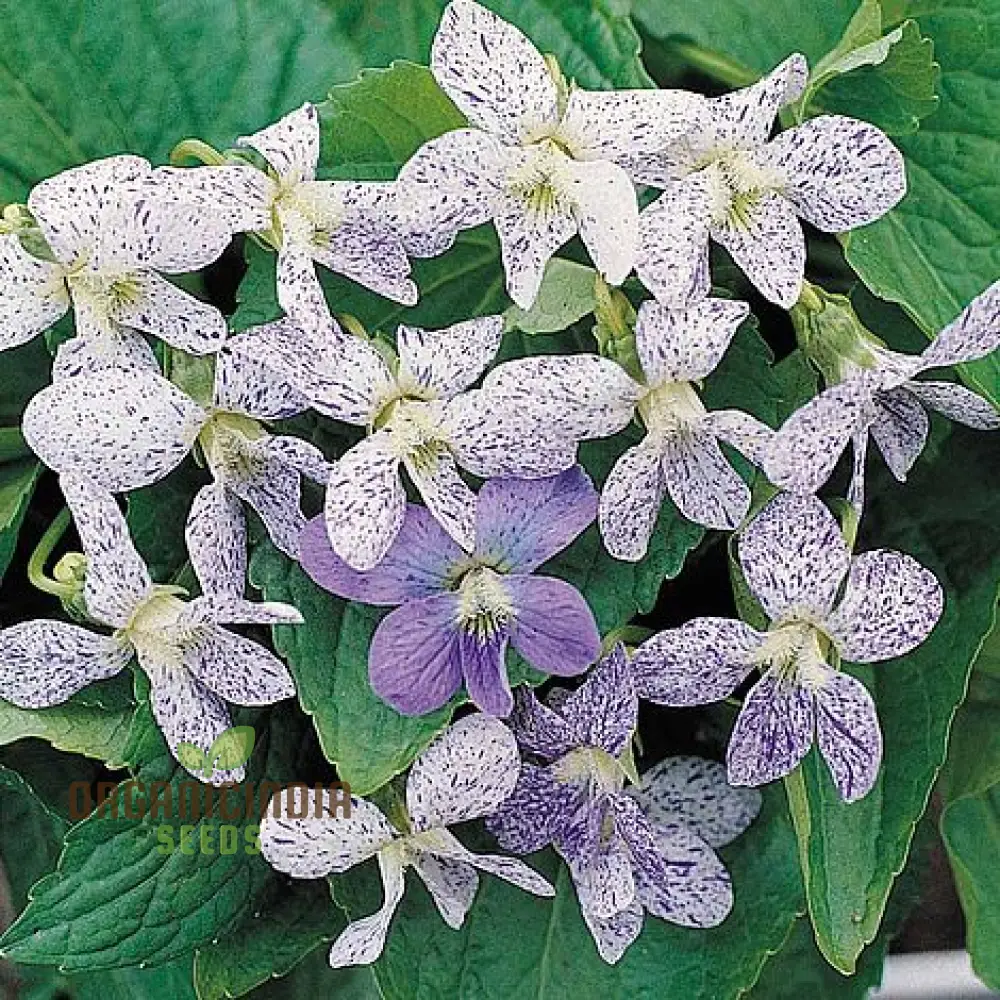Viola Freckles Flower Seeds for Planting – Dappled Face Pansy Style Blooms, Cool Season Annual for Outdoor Garden