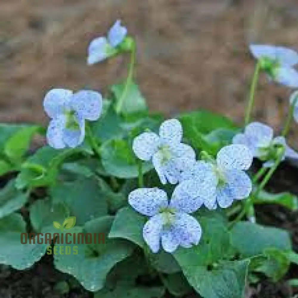 Viola Freckles Flower Seeds for Planting – Dappled Face Pansy Style Blooms, Cool Season Annual for Outdoor Garden - Image 3