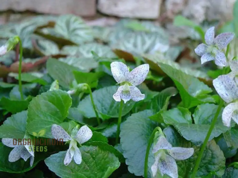 Viola Freckles Flower Seeds for Planting – Dappled Face Pansy Style Blooms, Cool Season Annual for Outdoor Garden - Image 4