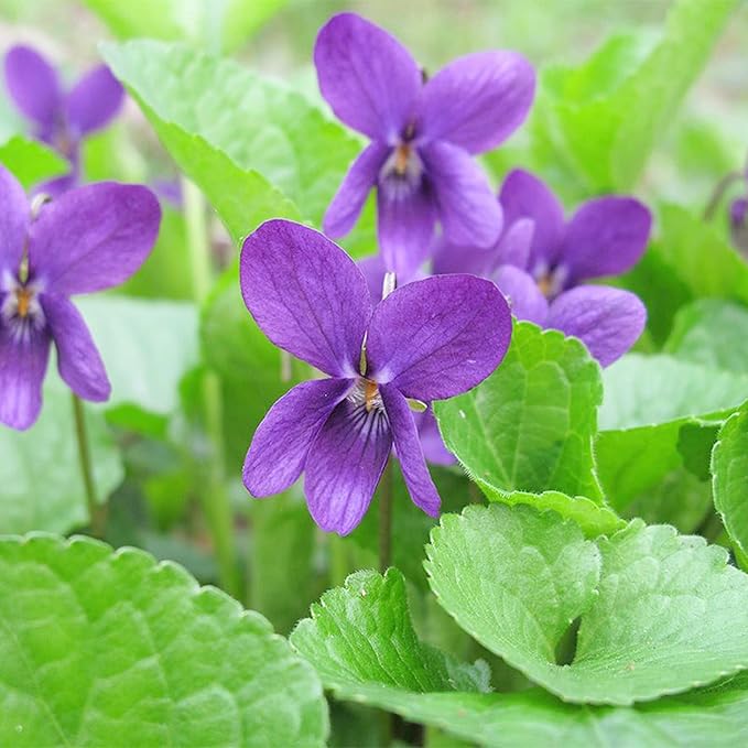 Viola Odorata 'Queen Charlotte' Seeds, Sweet Violet, Fragrant Blooms and Unique Coloration, Perennial for Shaded Borders and Containers - Image 3