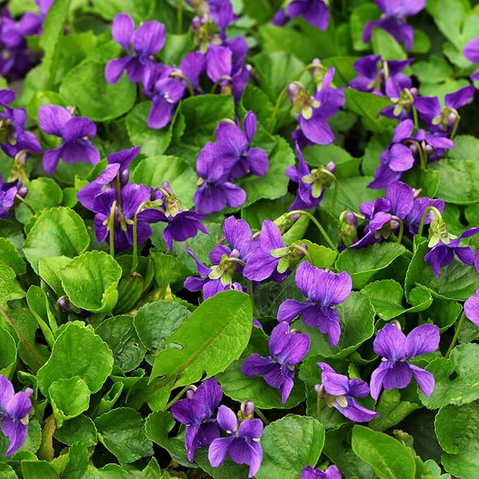 Viola Odorata 'Queen Charlotte' Seeds, Sweet Violet, Fragrant Blooms and Unique Coloration, Perennial for Shaded Borders and Containers - Image 4
