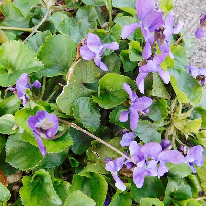 Viola Odorata 'Queen Charlotte' Seeds, Sweet Violet, Fragrant Blooms and Unique Coloration, Perennial for Shaded Borders and Containers - Image 5