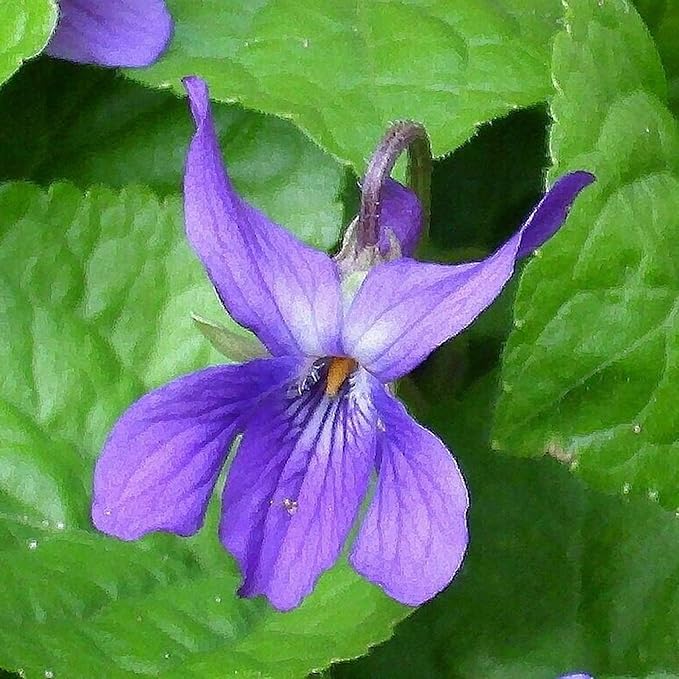 Viola Odorata 'Queen Charlotte' Seeds, Sweet Violet, Fragrant Blooms and Unique Coloration, Perennial for Shaded Borders and Containers - Image 6