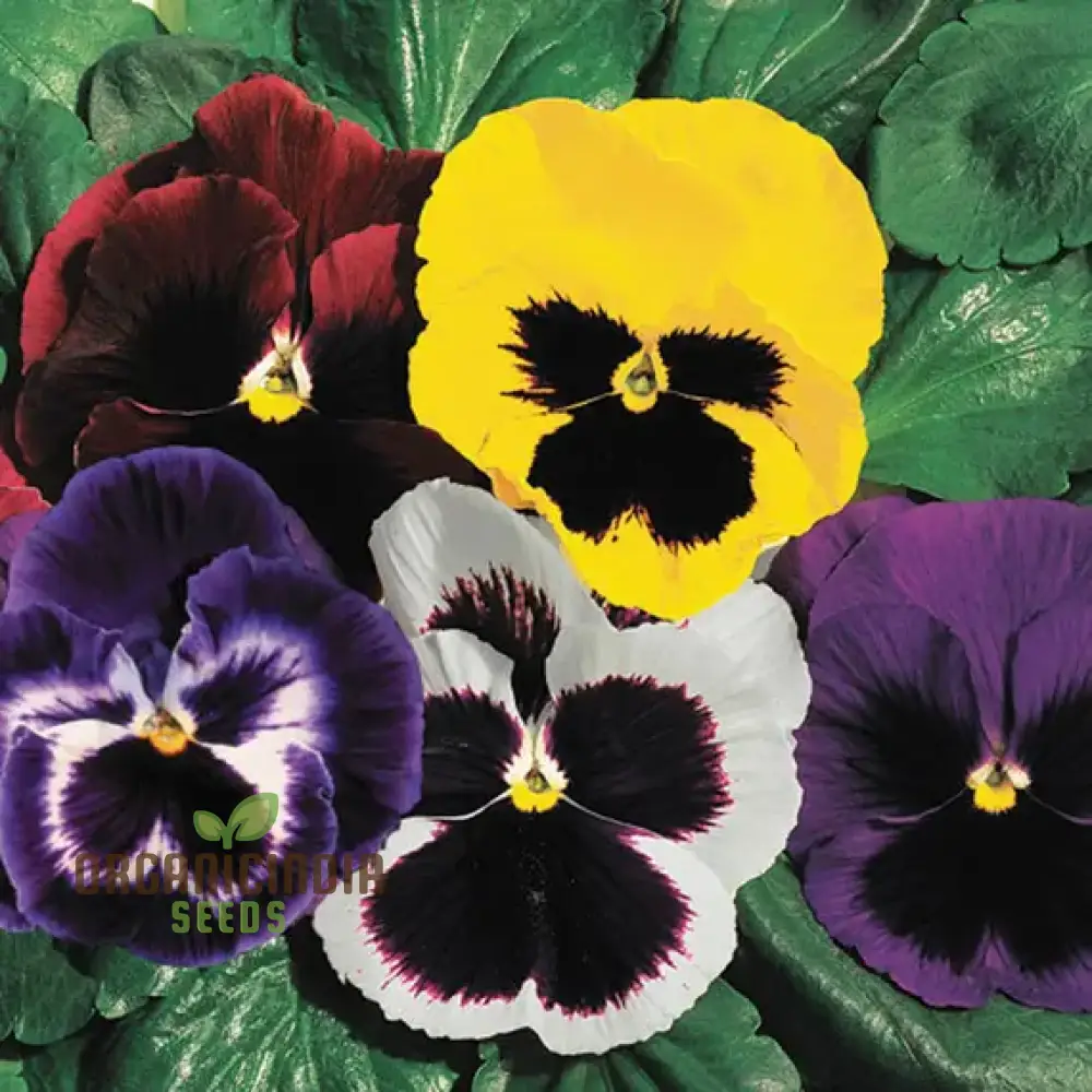 Viola - Swiss Giant Flower Seeds for Planting | Premium Quality Gardening Seeds - Image 3