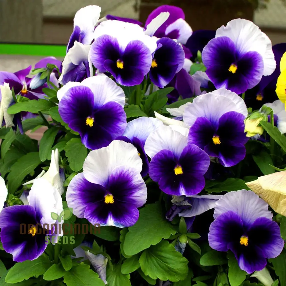 Viola - Swiss Giant Flower Seeds for Planting | Premium Quality Gardening Seeds - Image 4
