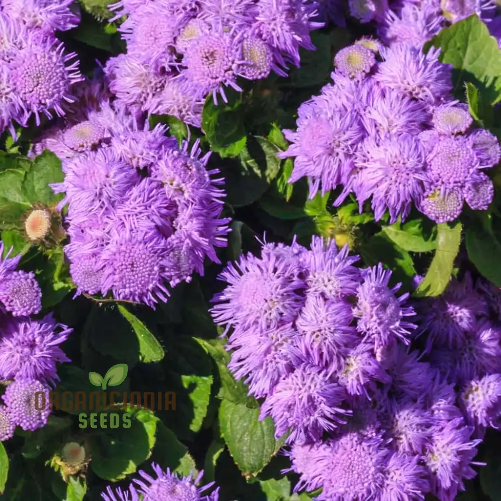 Violet Ageratum Flower Seeds, Charming and Fragrant Garden Blooms, Easy-to-Grow Varieties