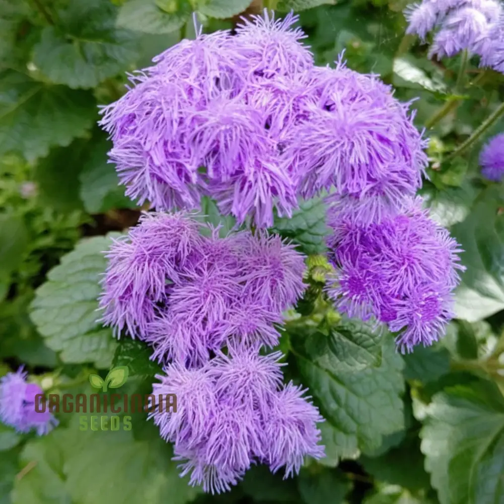 Violet Ageratum Flower Seeds, Charming and Fragrant Garden Blooms, Easy-to-Grow Varieties - Image 3