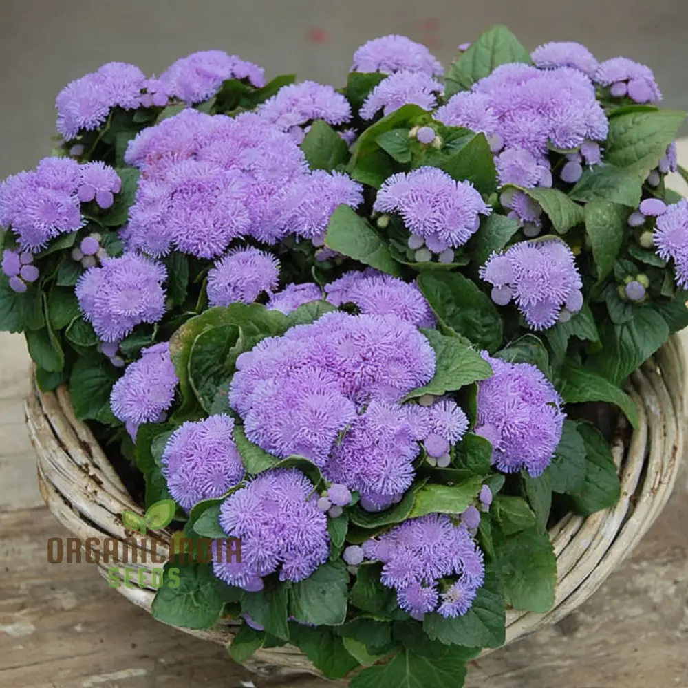 Violet Ageratum Flower Seeds, Charming and Fragrant Garden Blooms, Easy-to-Grow Varieties - Image 4
