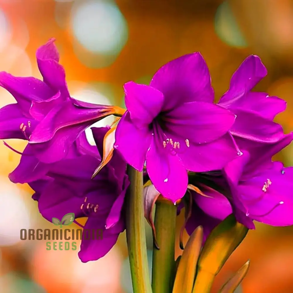 Violet Amaryllis Flower Seeds, Purple Amaryllis Bulb Seeds for Stunning Garden Blooms and Planting