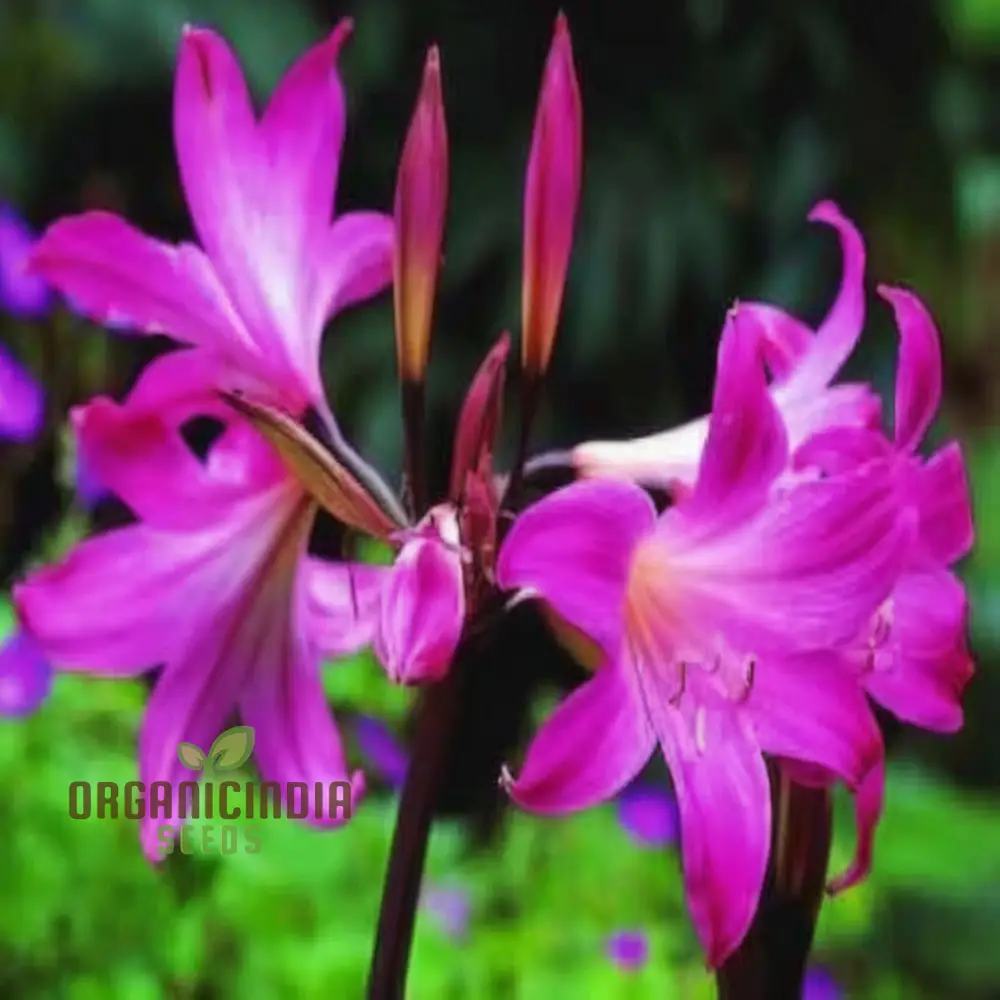 Violet Amaryllis Flower Seeds, Purple Amaryllis Bulb Seeds for Stunning Garden Blooms and Planting - Image 3