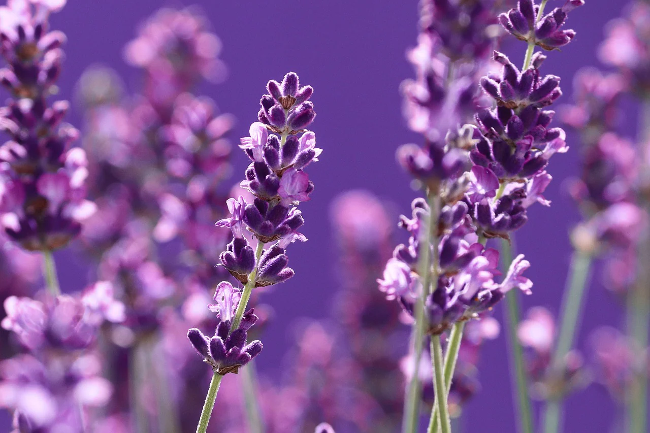 Violet Lavender Seeds – Classic Fragrant Blooms for Gardens & Aromatherapy - Image 2