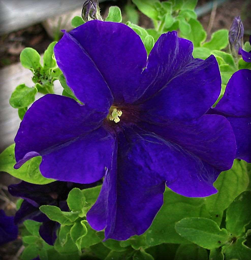 Violet Petunia Seeds – Rich, Regal Blooms for Gardens & Hanging Baskets - Image 6