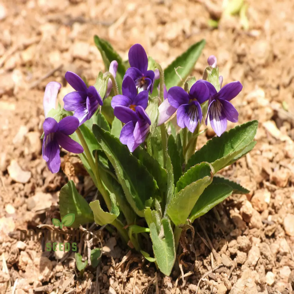 Sweet Violet Viola Philippica Flower Seeds for Planting – Fragrant Purple Blooms for Home Gardens