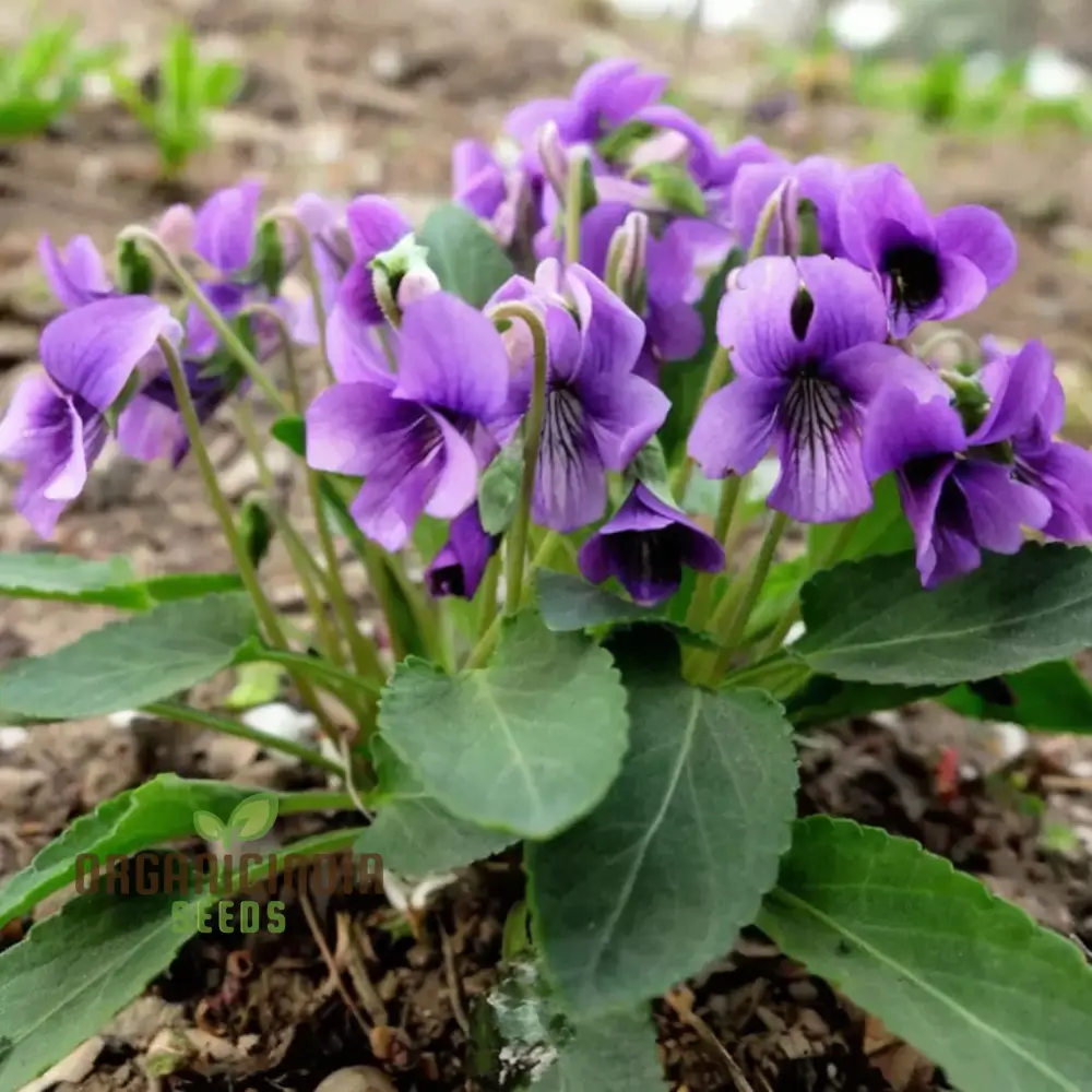 Sweet Violet Viola Philippica Flower Seeds for Planting – Fragrant Purple Blooms for Home Gardens - Image 3