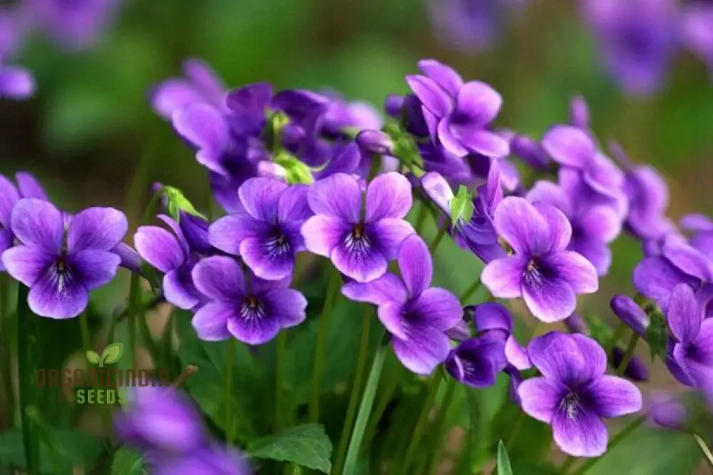 Sweet Violet Viola Philippica Flower Seeds for Planting – Fragrant Purple Blooms for Home Gardens - Image 4