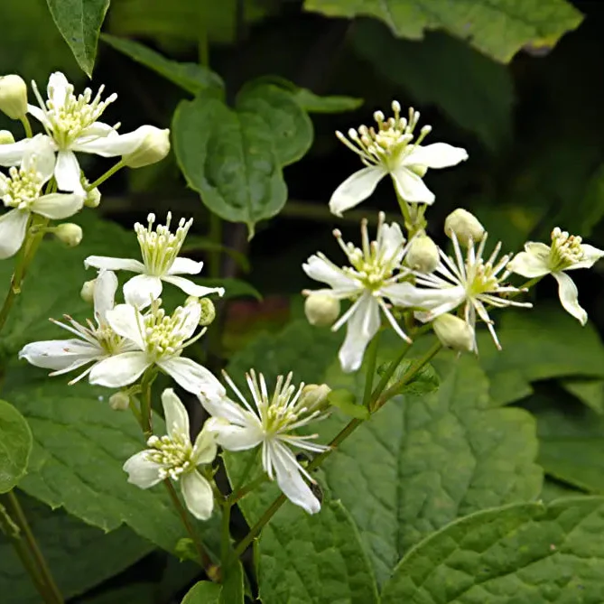 Virgin's Bower Seeds - Clematis Virginiana for Planting and Gardening