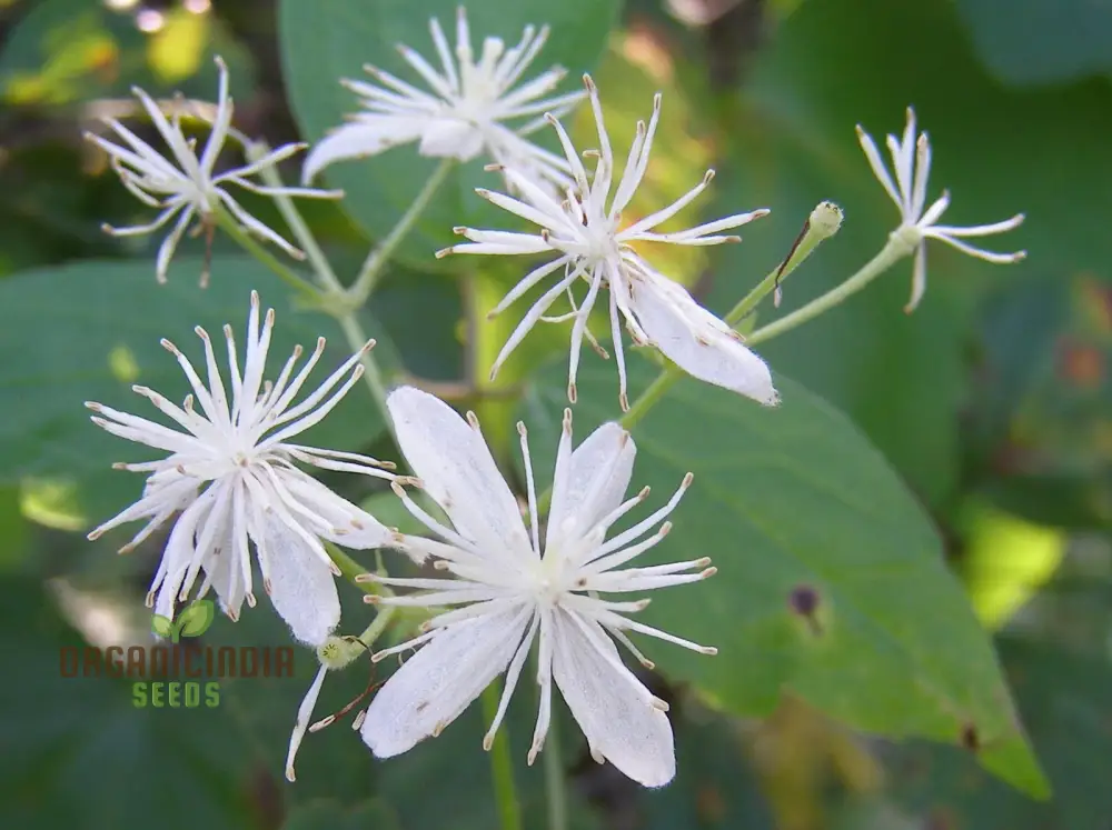 Virgin's Bower Seeds - Exquisite Clematis Planting Seeds for Your Garden - Image 3
